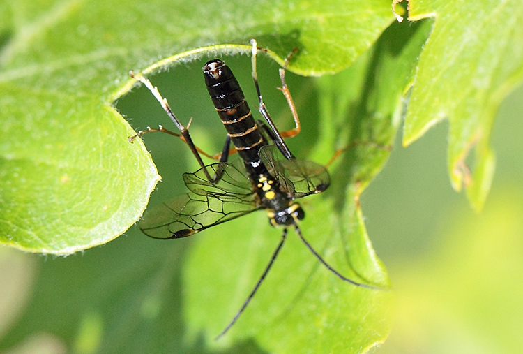 strano sinfite da determinare: Tenthredopsis sp.